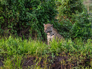 Naklejka na ściany i meble Jaguar sitting in tall grass in Pantanal, Brazil