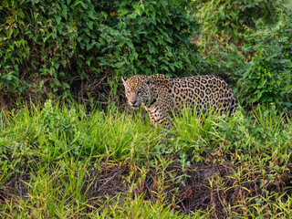 Jaguar standing in tall grass in Pantanal, Brazil