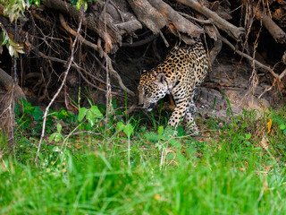 Fototapeta na wymiar Jaguar sitting in tall grass in Pantanal, Brazil