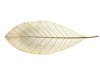 leaf texture pattern, leaf background with veins and cells - macro photography