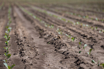 Young salad leaves grow in the field. Vegetable rows, agriculture. Landscape with agricultural lands.