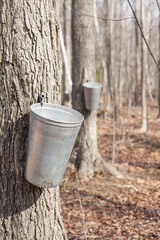 Maple tree tapping buckets in a row
