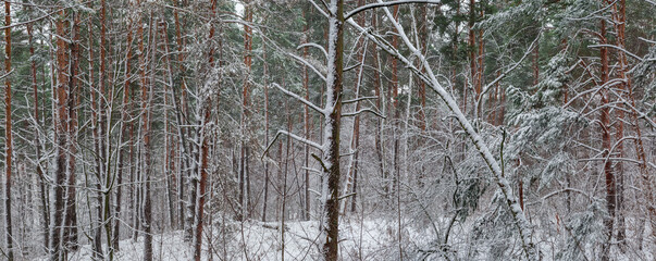 Panorama of the deciduous and coniferous forest during a snowfall