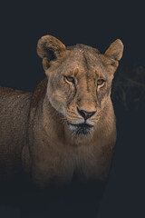 Plakat angry lioness roaring and showing teeth in savanna on a clear dark background. Serengeti park, Tanzania