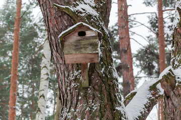 Nesting box on pine trunk in forest during a snowfall