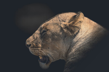 angry lioness roaring and showing teeth in savanna on a clear dark background. Serengeti park, Tanzania - obrazy, fototapety, plakaty