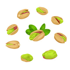 set of pistachios in shell isolated on white background.Vector illustration