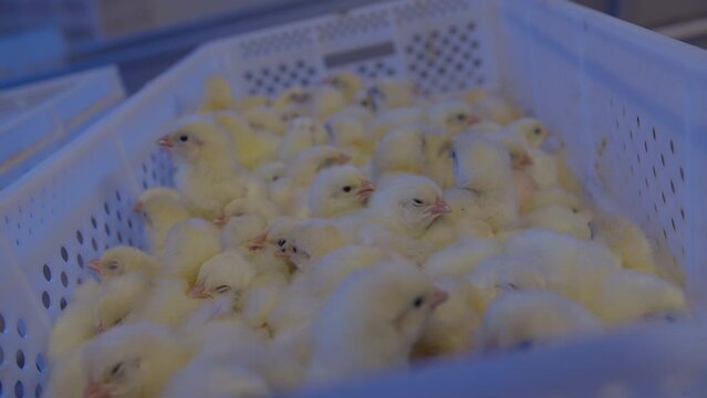 Indoors chicken farm, chicken feeding