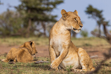 Fototapeta na wymiar A mother lion and her cub in Kenya