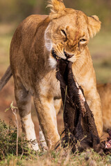 A lion cub eats after a hunt in Kenya