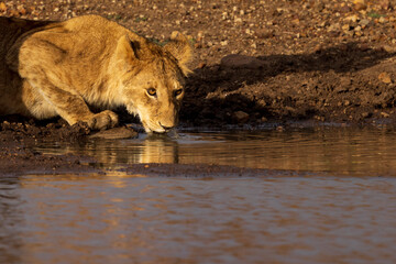Naklejka na ściany i meble A lion cub drinks from a watering hole in Kenya