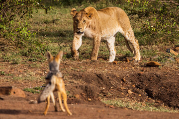 A lioness stalks a jackal on a hunt