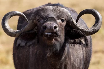 Crédence de cuisine en verre imprimé Buffle Portrait of a cape buffalo in Kenya