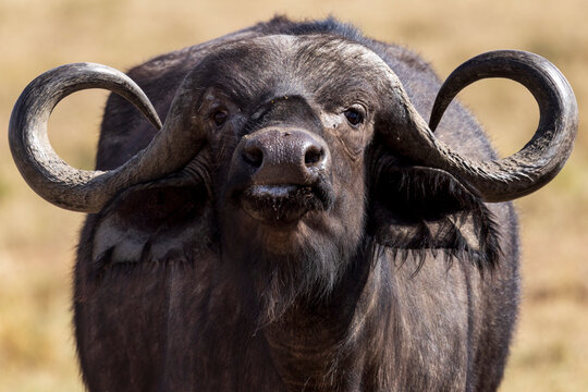 Portrait of a cape buffalo in Kenya - Powered by Adobe