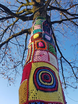 guerilla knitting on tree in the city