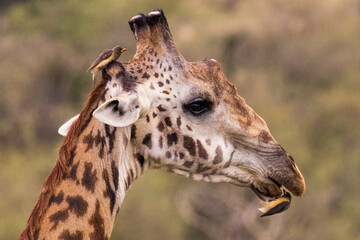 Giraffe with oxpecker birds in Kenya