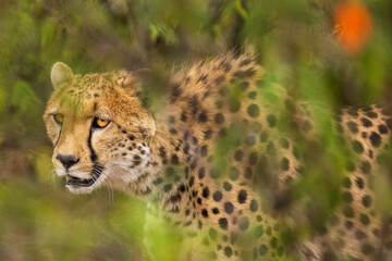 Closeup of a cheetah hunting in the bushes