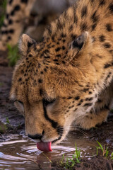 A cheetah drinking from a watering hole