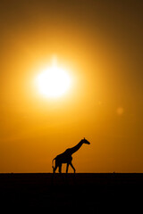 Fototapeta na wymiar Giraffe at sunrise in Kenya