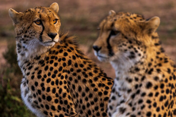 Cheetahs at the watering hole at sunset