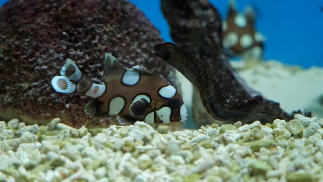 exotic fish in the aquarium