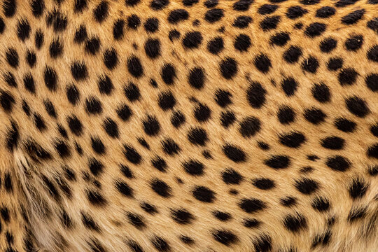 Cheetah fur print in the wild