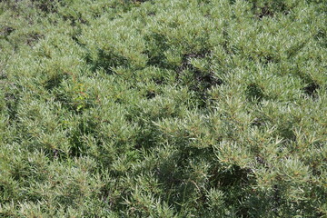 Hippophae rhamnoides shrub in spring, Sweden