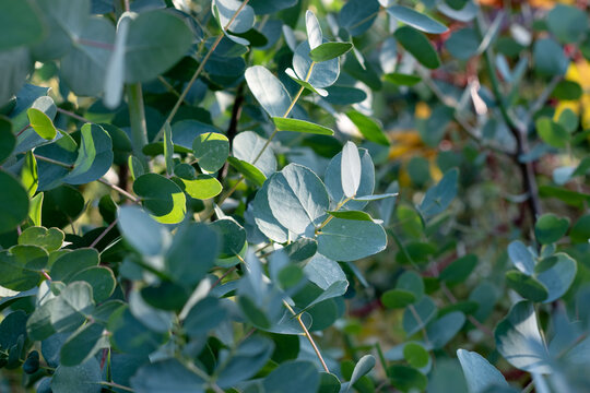 Fresh eucalyptus leaves. Nature green Eucalyptus leaves background. Eucalyptus gunii foliage. Selective focus shallow DOF