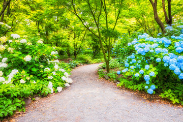 Green open public space in a park of Christchurch city of New Zealand - walking path between blossoming bushes.