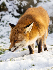 Red Fox in the Snow