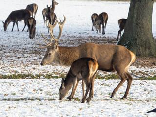 Red Deer in the Snow