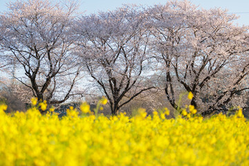 Fototapeta premium 菜の花と桜