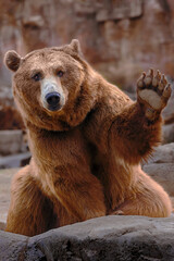 funny grizzly bear welcoming at the zoo