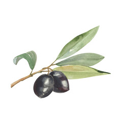 Watercolor illustration of realistic olive branch with leaves and black olives isolated on white.
