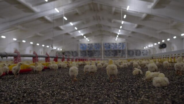 Indoors chicken farm, chicken feeding
