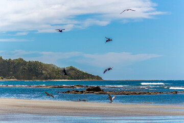 Fototapeta na wymiar seascape with pelicans and seagulls flying