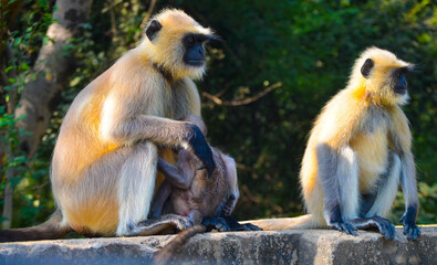 group of animals