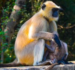 portrait of a macaque
