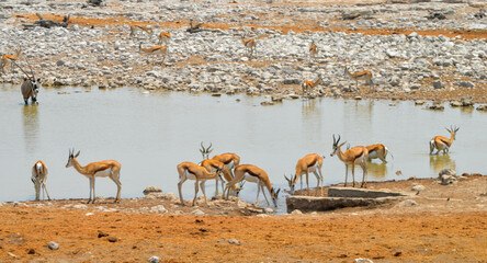 herd of springbok antelopes desert country - obrazy, fototapety, plakaty