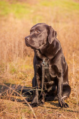 Black labrador retriever. A young dog of the Labrador breed in black ammunition. Animal, pet.