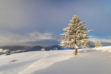 Snowy spruce in the foreground of the winter landscape at sunny day. The Mala Fatra national park in northwest of Slovakia, Europe.