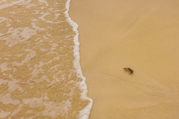 a small crab enters the sea on yellow sand near the oncoming wave