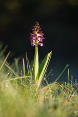 Orchis purpurea Lady orchid spike flowering on black background
