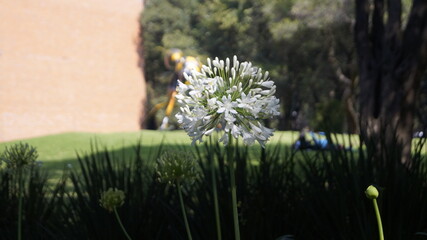 despertar  © adrian