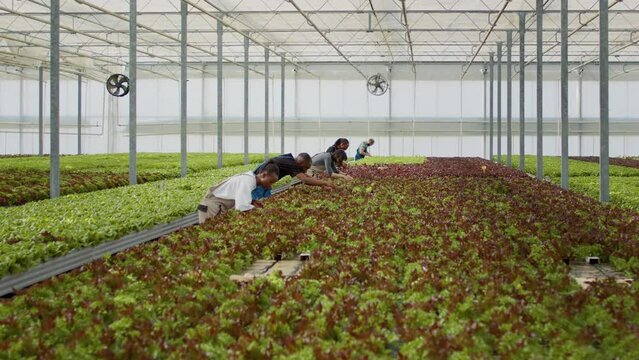 Diverse people working in greenhouse gathering lettuce and microgreens inspecting plants for damaged leaves. Agricultural workers growing organic food in hydroponic enviroment for delivery.