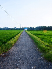 Beautiful landscape growing Paddy rice field two side with long road and mountain, blue sky background view and shady trees
