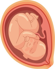 Baby in womb icon. Medical pregnancy illustration. Human uterus