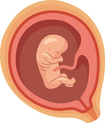 Embryo cartoon icon. Human pregnancy. Baby in uterus