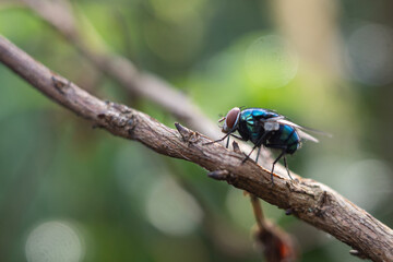 Calliphora vomitoria is a type species of the genus Calliphora