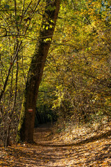 Obraz premium Parco dei cedri, città di Bologna, Emilia Romagna